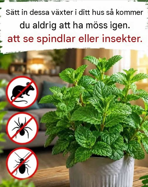 8 växter som kan hjälpa till att avskräcka möss, spindlar och andra småkryp