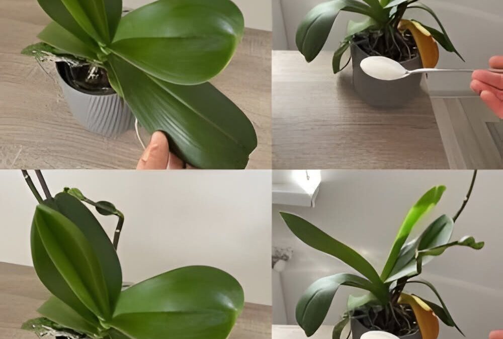 Få orkidén att blomma igen – så använder du gödsel på rätt sätt