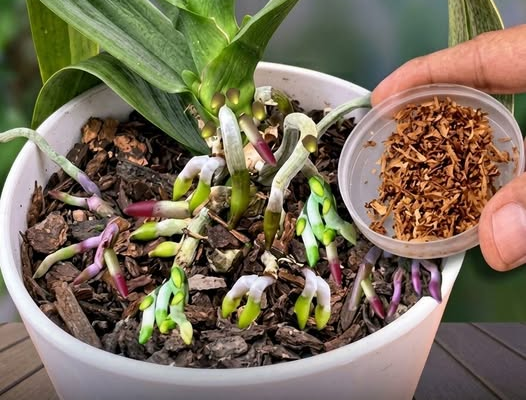 Kanel kan ha en begränsad användning vid skötsel av orkidéer, men påståendet att den får en orkidé att blomma kraftigt…