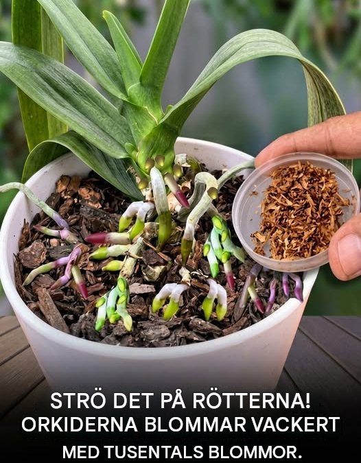 Kanel kan ha en begränsad användning vid skötsel av orkidéer, men påståendet att den får en orkidé att blomma kraftigt…
